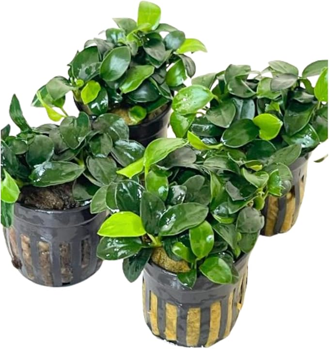 4X Anubias Nana Petite Potted Aquarium Live Plant for Fish Tank Decoration-PawvioPets