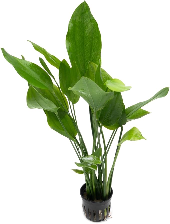 Echinodorus Grandifolius Sword Live Plant for Freshwater Aquariums, Natural Fish Tank Decorations, and Aquatic Decor (1 Pot (2-3 Plants))-PawvioPets