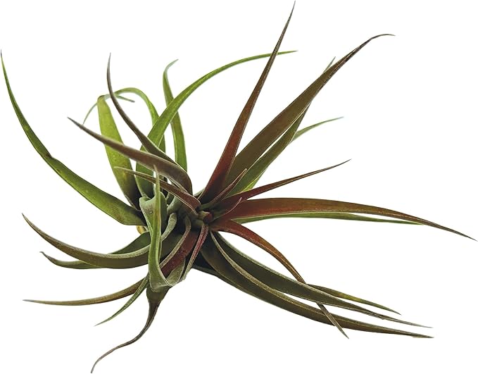 Air Plants - Tillandsia Brachycaulos Abdita, Large 4-6" - 3 ct - Live Arrival Guaranteed - House Plants for Home Decor & Gift-PawvioPets