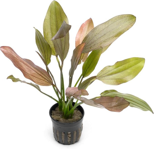 Echinodorus Rose Sword Live Plant for Freshwater Aquariums, Natural Fish Tank Decorations, and Aquatic Decor (1 Pot (2-3 Plants))-PawvioPets