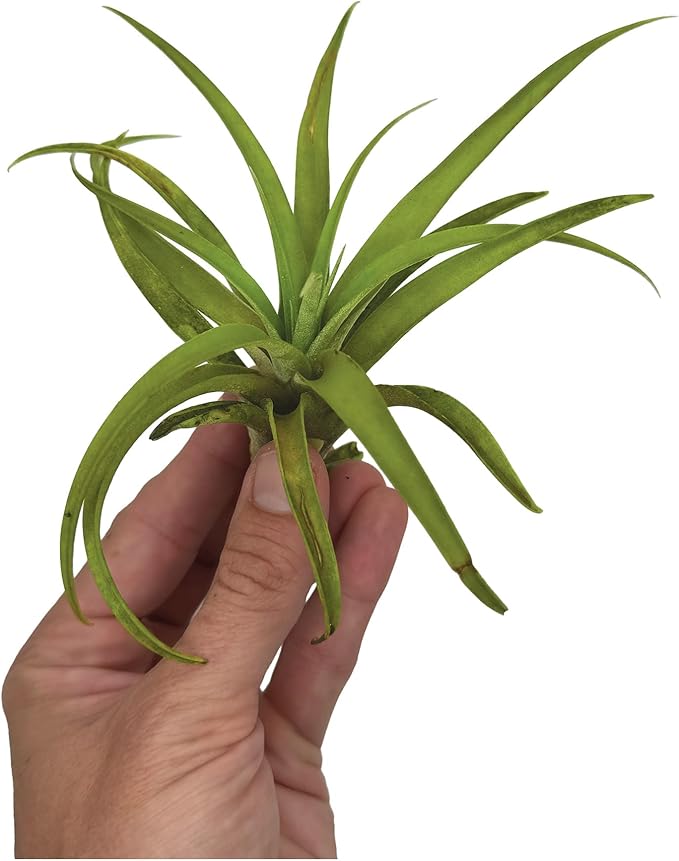 Air Plants - Tillandsia Capitata (Peach), Large 5-7” - 1 ct - Live Arrival Guaranteed - House Plants for Home Decor & Gift-PawvioPets