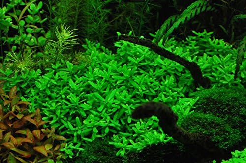 Bacopa Monnieri Moneywort Potted Live Aquarium Decorations Aquatic Plants for Fish Tank by Mainam-PawvioPets