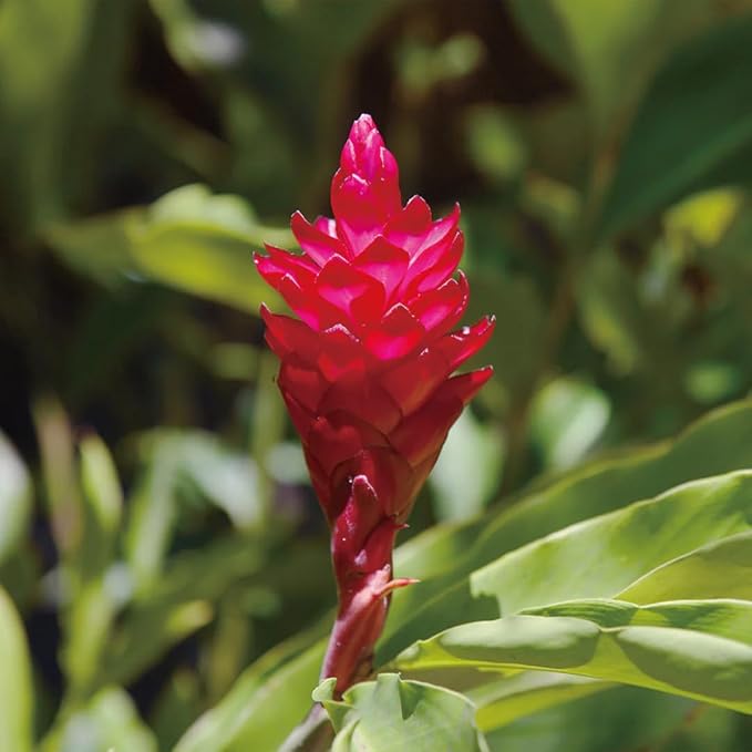 Aromatics International Ginger Hydrosol 100ml | Warm Aromatic Spray for Daily Use-PawvioPets