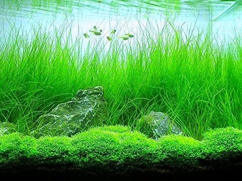 AQUARIUM PLANTS DISCOUNTS Potted Tall Hairgrass by AquaLeaf Aquatics - Easy Aquatic Live Plant-PawvioPets