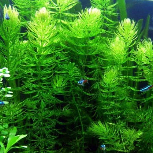 3 Hornwort Bunch Plants for Ponds or Aquariums-PawvioPets