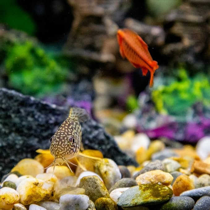 20lbs Aquarium Rocks, 5/8" Natural River Rocks for Plants Decorative Polished Mixed Pebbles for Fish Tank, Landscaping, Gardening, Flower Pots, Vase Fillers, Indoor Water Fountains-PawvioPets