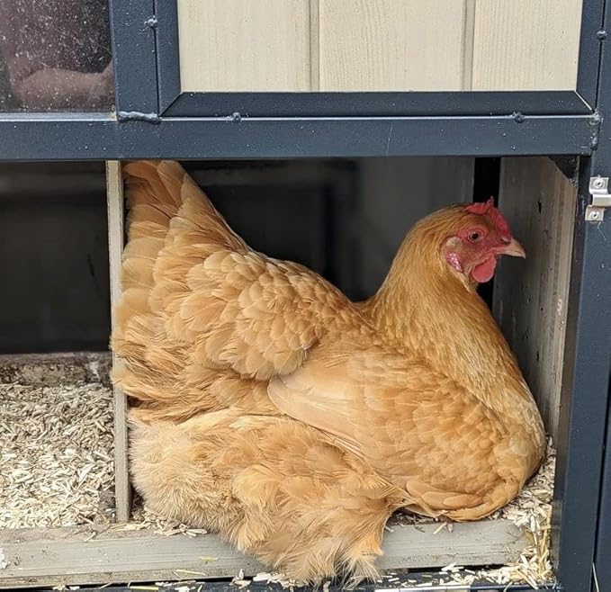 Eaton Pet and Pasture, Naturally Grown Hemp Pet Bedding for Chickens, Nesting Boxes, Rabbits, Hamsters, Small Pets, Highly Absorbent, Hypoallergenic, Eco-Friendly, Farmer Owned 28L-PawvioPets