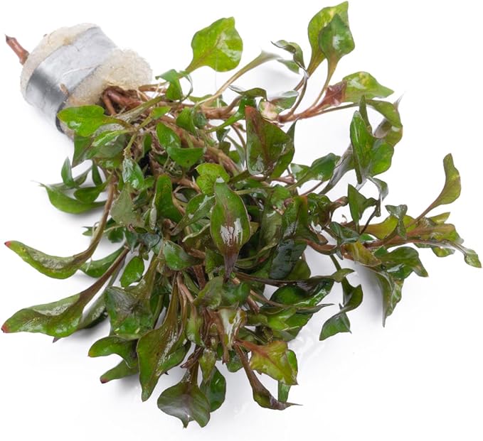 Alternanthera Bettzickiana - Decorative Live Aquatic Plant for Terrariums and Paludariums - (Bettzickiana, 1 Bunch)-PawvioPets