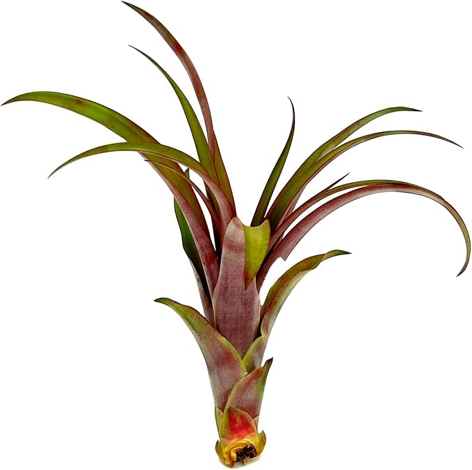 Air Plants - Tillandsia Red Capitata, Large 5-7” - 1ct - Live Arrival Guaranteed - House Plants for Home Decor & Gift-PawvioPets