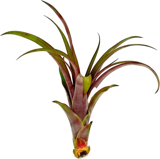Air Plants - Tillandsia Red Capitata, Large 5-7” - 1ct - Live Arrival Guaranteed - House Plants for Home Decor & Gift-PawvioPets