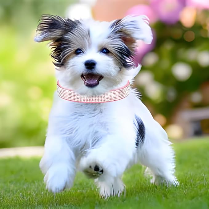 Cute Dog Collar with Bling Rhinestone, Fancy Crystal Diamond Glitter Pretty Jewel Soft Cat Collars for Small Medium Large Breed Dogs Girl Female Pet Puppy Kitten Terrier, Black XXL-PawvioPets