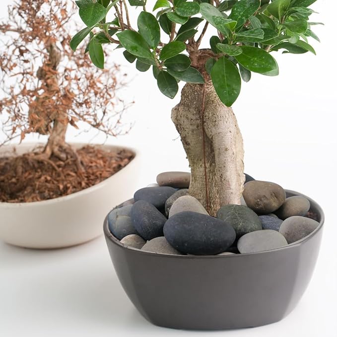 20lbs Natural River Rocks, 1"-2" Premium Pebbles for Garden and Landscape Design, Hand-Picked Smooth Stones for Fish Tank, Flower Pots, Indoor Water Fountains, Pathways, Backyard-PawvioPets