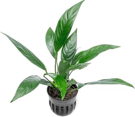 Anubias Live Aquarium Plants - Potted Freshwater Plant for Fish Tanks, Terrariums - Beginner Friendly Low Light (Glabra, 1 Pot)-PawvioPets