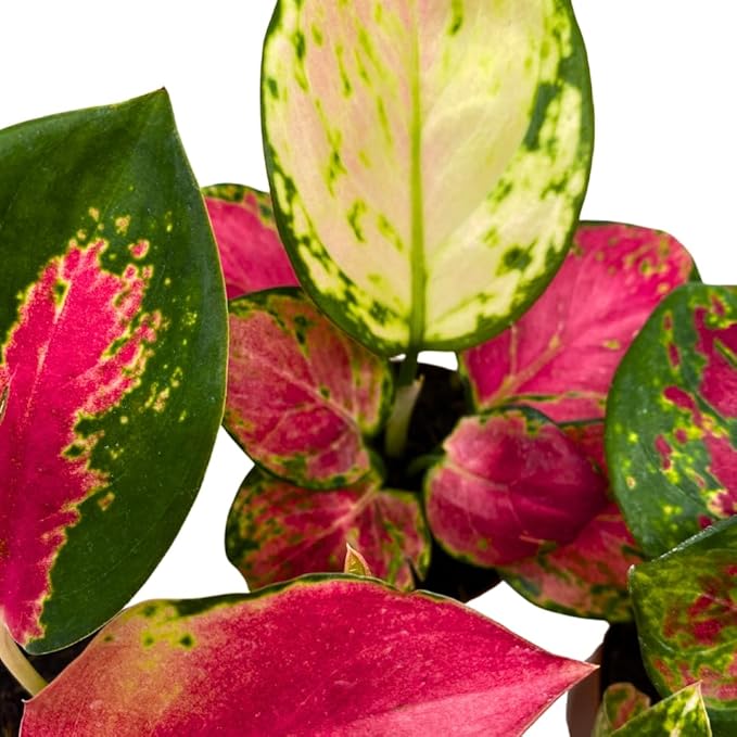 BubbleBlooms Aglaonema Assortment 2 inch Set of 4-PawvioPets