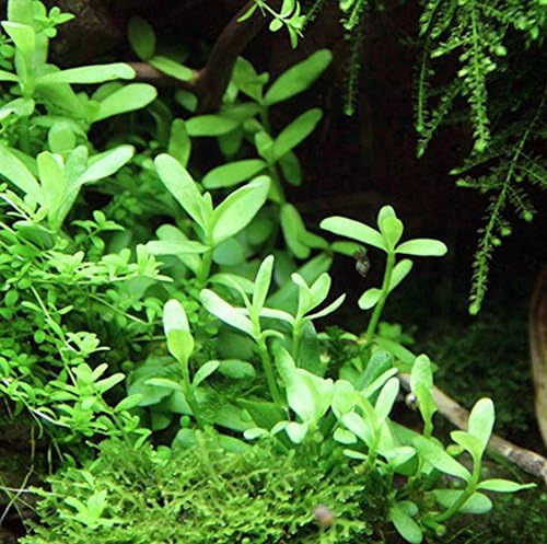 Bacopa Monnieri Moneywort Potted Live Aquarium Decorations Aquatic Plants for Fish Tank by Mainam-PawvioPets