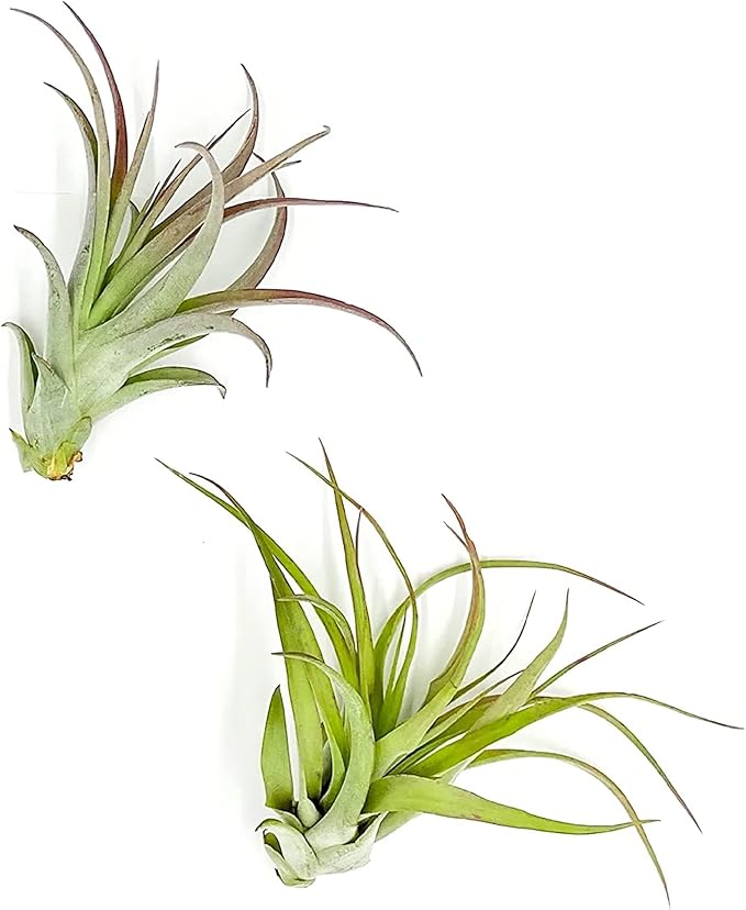 Air Plants - Tillandsia Brachycaulos Multiflora, Jumbo 5-7" - 2 ct - Live Arrival Guaranteed - House Plants for Home Decor & Gift-PawvioPets