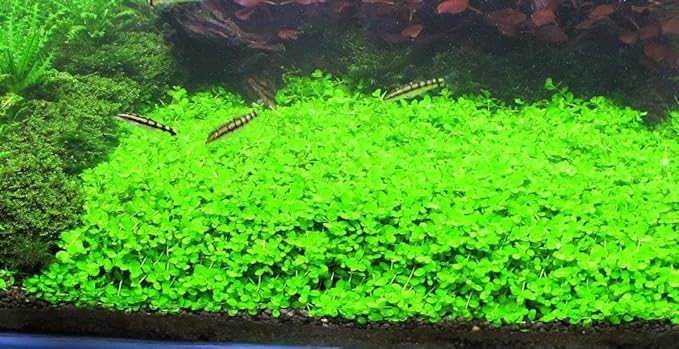 Foreground Potted Live Aquarium Plants | Freshwater Aquatic Plants for Aquariums (Potted Monte Carlo, 3 Pack)-PawvioPets