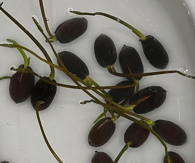 160 Sacred Lotus Seeds for Planting in Water Mixed Flower Color Pink Red White Yellow Multicolor Aquatic Nelumbo nucifera Bonsai Bowl Lotus Seed Lily Ponds Feature Water Gardens (160, Lotus Seed)-PawvioPets