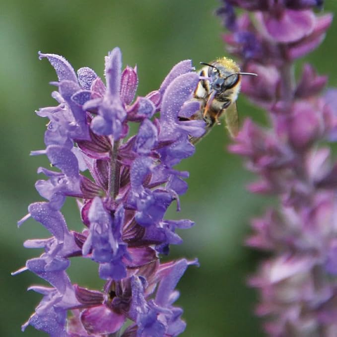 Aromatics International Hyssop Hydrosol 100ml | Herbal Aromatic Mist for Room Care-PawvioPets