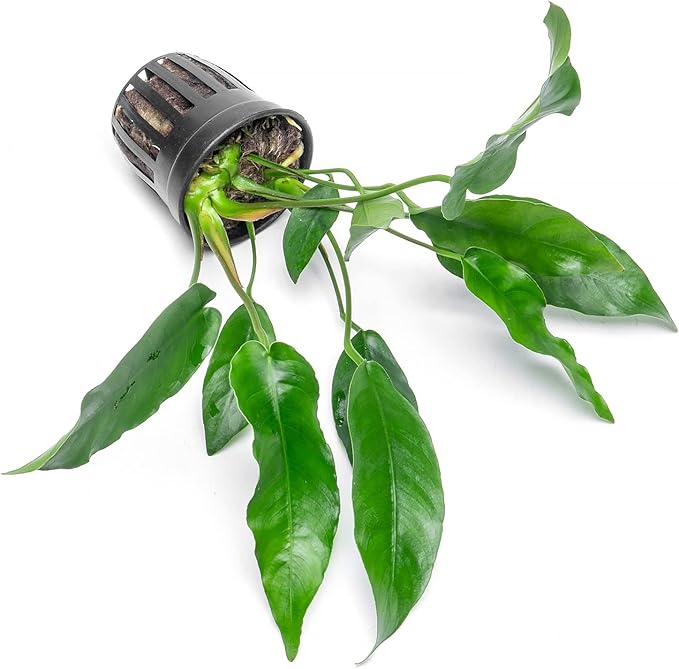 Anubias Live Aquarium Plants - Potted Freshwater Plant for Fish Tanks, Terrariums - Beginner Friendly Low Light (Short and Sharp, 1 Pot)-PawvioPets