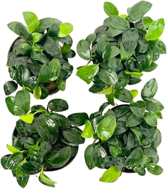 4X Anubias Nana Petite Potted Aquarium Live Plant for Fish Tank Decoration-PawvioPets