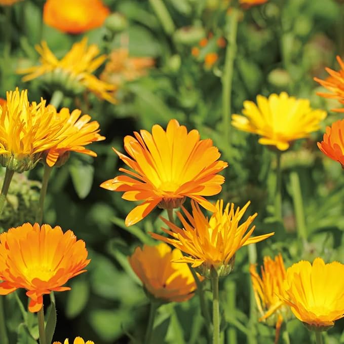 Aromatics International Calendula Hydrosol 100ml | Gentle Aromatic Mist for Daily Use-PawvioPets