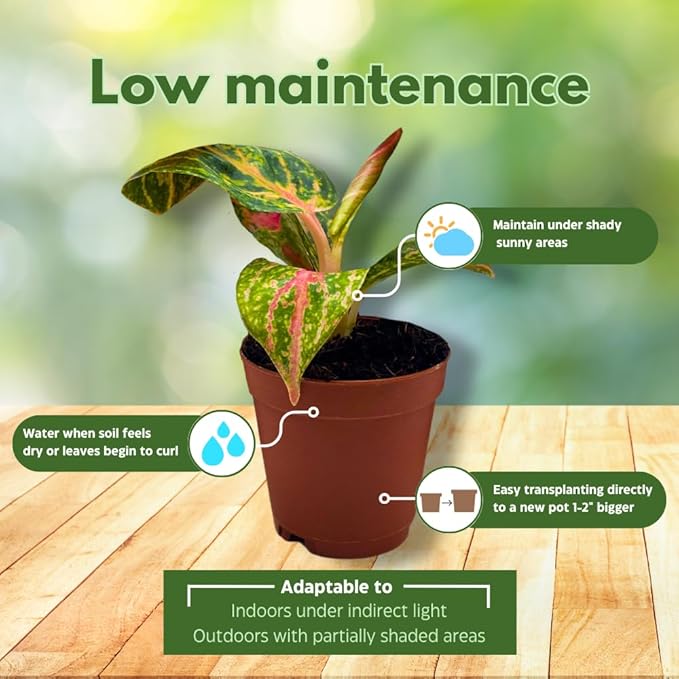 BubbleBlooms Aglaonema Assortment 2 inch Set of 4-PawvioPets