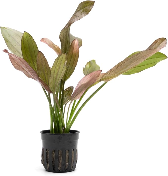 Echinodorus Rose Sword Live Plant for Freshwater Aquariums, Natural Fish Tank Decorations, and Aquatic Decor (1 Pot (2-3 Plants))-PawvioPets