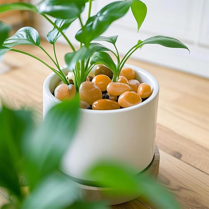 5 Lbs River Rocks for Plants,0.8-1.5 Inch Decorative Ornamental Pebbels, High Polished Stones for Garden Landscaping, Smooth Gravel Filler for Outdoor Plants, Succulents, Fish Tank and Vases, Yellow-PawvioPets