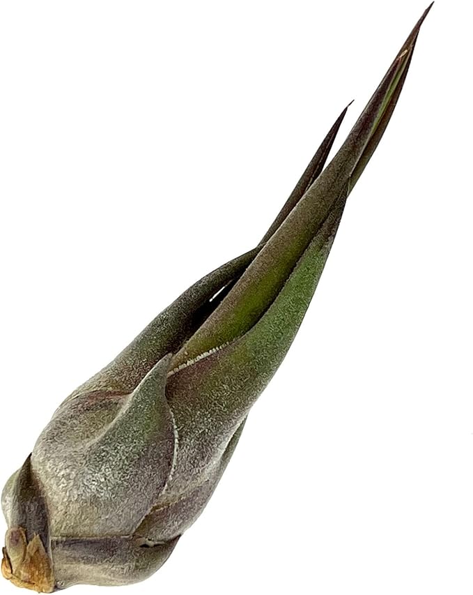 Air Plants - Tillandsia Seleriana, Large 4-6" - 1ct - Live Arrival Guaranteed - House Plants for Home Decor & Gift-PawvioPets