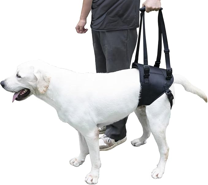 Dog Lift Harness for Dogs with Disabled Arthritis and Weak Back Legs, humanized Design with Comfortable Materials, Adjustable Back Legs and Straps, Suitable for Helping Dogs to Recover and Walk. (L)-PawvioPets