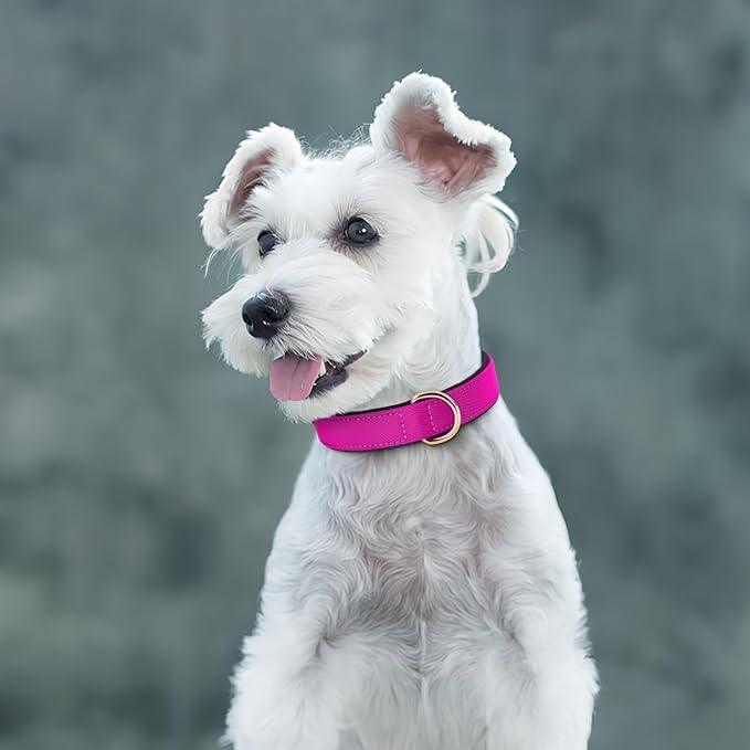 Didog Soft Padded Dog Collars for Small Dogs, Lightweight and Breathable Dog Collar with Metal Buckle, Rose Purple, M-PawvioPets