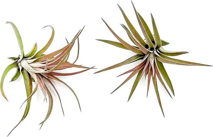 Air Plants - Tillandsia Brachycaulos Abdita, Large 4-6" - 2 ct - Live Arrival Guaranteed - House Plants for Home Decor & Gift-PawvioPets