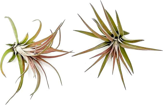 Air Plants - Tillandsia Brachycaulos Abdita, Large 4-6" - 2 ct - Live Arrival Guaranteed - House Plants for Home Decor & Gift-PawvioPets