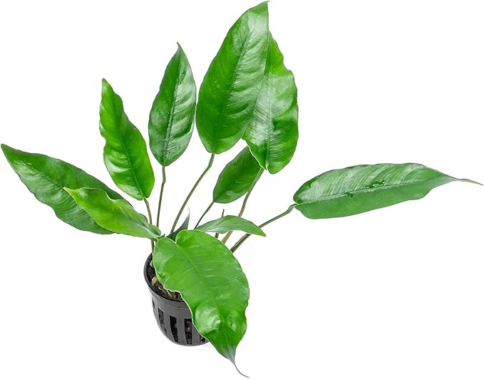 Anubias Live Aquarium Plants - Potted Freshwater Plant for Fish Tanks, Terrariums - Beginner Friendly Low Light (Short and Sharp, 1 Pot)-PawvioPets