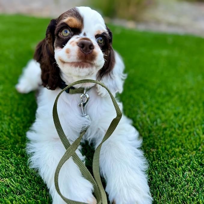 Blueberry Pet Essentials Medium Dog Collar in Military Green | Adjustable & Eco-Friendly Durable Nylon Strap | Classic Collar for Medium Dogs, Boy & Girl Pets-PawvioPets