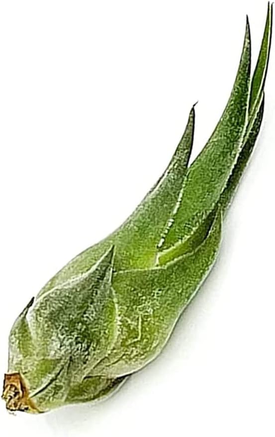 Air Plants - Tillandsia Seleriana, Large 4-6" - 2ct - Live Arrival Guaranteed - House Plants for Home Decor & Gift-PawvioPets