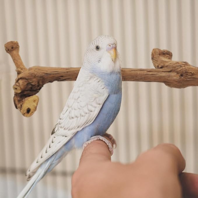 4 Pcs Natural Wooden Bird Perch Parrot Stand, 2 Grape Wood Perches, A Stand Fork Standing Branch, A Paw Grinding Fork, Bird Cage Accessories for Parakeets, Birdcage Sticks & Toys for Budgies, Finches-PawvioPets