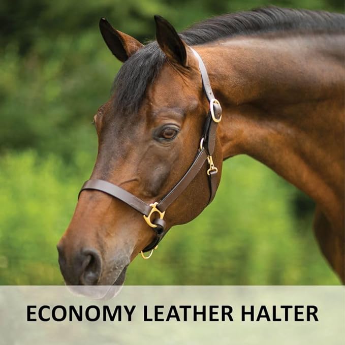 Dura-Tech Premier Lancaster Leather Halter for Horses | Simple Economy Leather Halter with Adjustable Fit & Solid Brass Hardware-PawvioPets