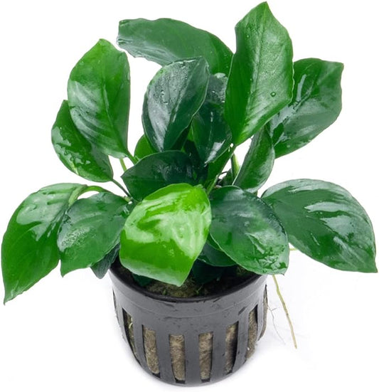 Anubias Live Aquarium Plants - Potted Freshwater Plant for Fish Tanks, Terrariums - Beginner Friendly Low Light (Barteri Broad Leaf, 1 Pot)-PawvioPets