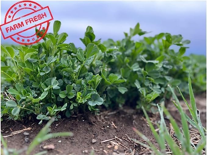 Bunny Honey Organic Alfalfa Hay for Guinea Pigs 12 lb Dim wt/5 lb High-Protein & Calcium, Supports Growth & Dental Health, Fresh & Nutritious-PawvioPets