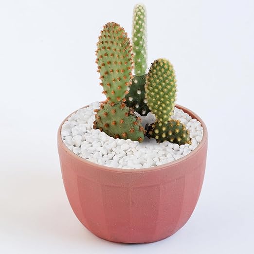 5 lbs White Aquarium Gravel, 1/5 Inch White Rocks for Plants, Small Pebbles for Vases, Succulents, Bamboo, Natural Decorative Pebbles for Plants Drainage, Cactus, Crafts-PawvioPets