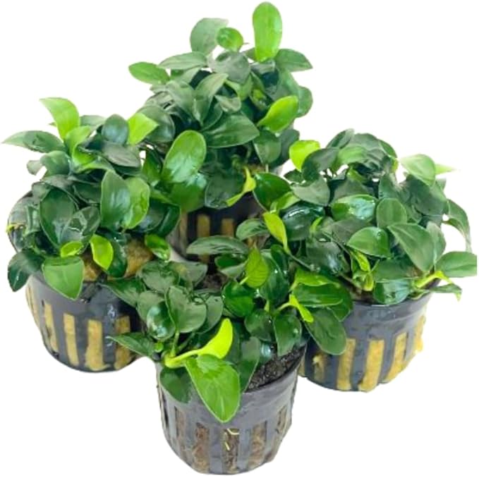 4X Anubias Nana Petite Potted Aquarium Live Plant for Fish Tank Decoration-PawvioPets