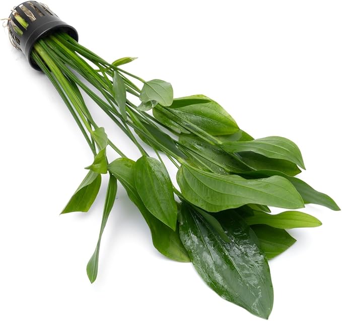 Echinodorus Grandifolius Sword Live Plant for Freshwater Aquariums, Natural Fish Tank Decorations, and Aquatic Decor (1 Pot (2-3 Plants))-PawvioPets
