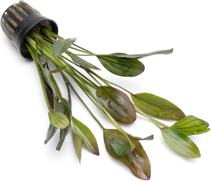 Echinodorus Ozelot Green Sword Live Plant for Freshwater Aquariums, Natural Fish Tank Decorations, and Aquatic Decor (1 Pot (2-3 Plants))-PawvioPets