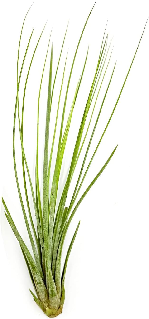 Air Plants - Tillandsia Juncea, Jumbo 8-12" - 1ct - Live Arrival Guaranteed - House Plants for Home Decor & Gift-PawvioPets