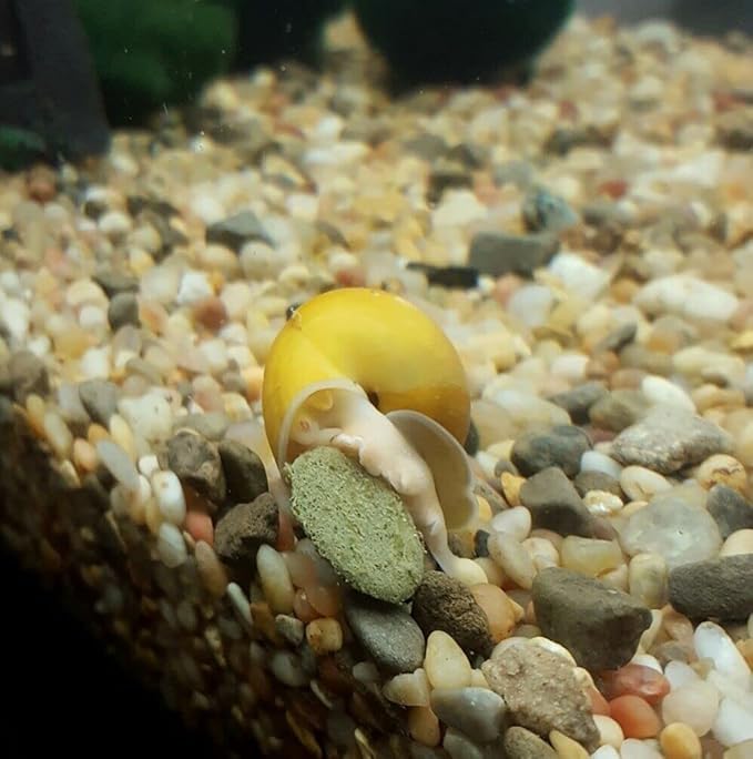 Aquatic Foods Inc. Wafers 3.5mm - 1/8" Intense Color Enhancing Sinking Micro Wafers for All Tropical Fish, Cichlids, Catfish, Plecos, All Bottom Fish, Shrimp, Snails, Crabs, …11oz Small Jar-PawvioPets