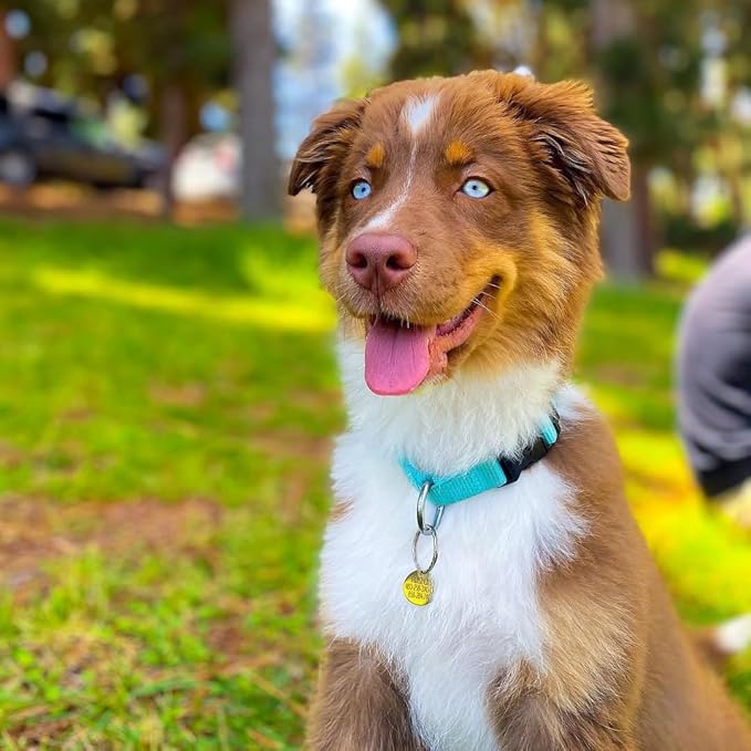 Blueberry Pet Essentials Adjustable Dog Collar in Turquoise | Dog Collars for Medium & Large Dogs | Eco-Friendly Nylon for Boy & Girl Puppies | Stylish & Durable for The Eco-Conscious-PawvioPets