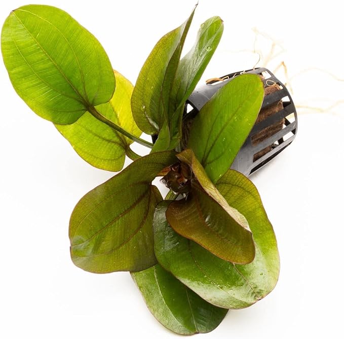 Echinodorus Reni Sword Live Plant for Freshwater Aquariums, Natural Fish Tank Decorations, and Aquatic Decor (1 Pot (2-3 Plants))-PawvioPets