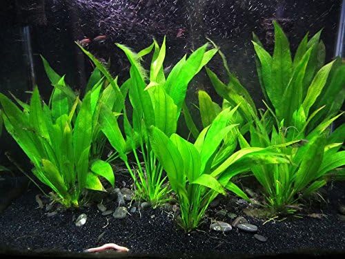3 Aquatic Plants Bundle | Live Plants for Freshwater Aquariums (3 X Amazon Sword Plants)-PawvioPets
